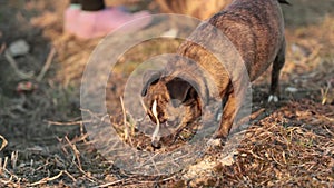 Small brown dog is looking for something and moving forward