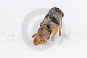 A small brown dog is looking for something in the snow. Dogs in winter