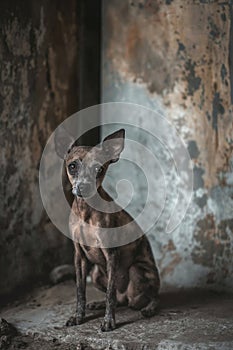 A small brown dog is sitting on a concrete floor