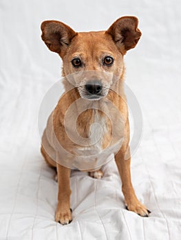 Small brown dog sitting on a white background