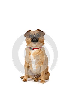 Small brown dog sitting on white background
