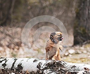Small brown dog standing on a birch log