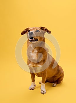 Dog standing alert yellow background