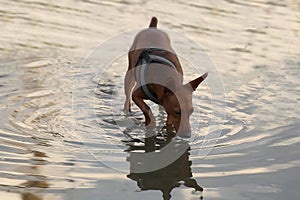 A small brown dog stands in the water. The dog drinks water