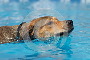 Small brown dog swims through clear blue water.