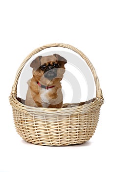 Small brown dog in wicker basket with handle