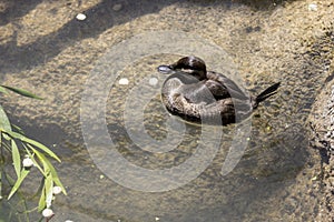 Small brown duck floats in a scuzzy cement pond with greenery growing