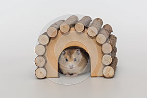 Small brown Dzhungarian hamster and a wooden house