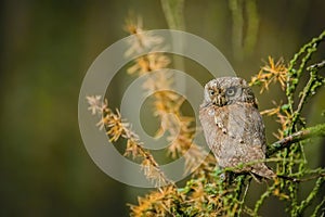 Small brown European scops owl, Otus scops
