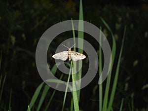 Small brown falter moth butterfly in the forest