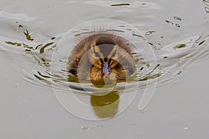 Small brown feathered duckling. Baby birds. Acuatic birds.