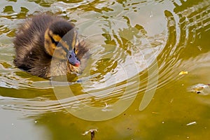 Small brown feathered duckling. Baby birds. Acuatic birds.