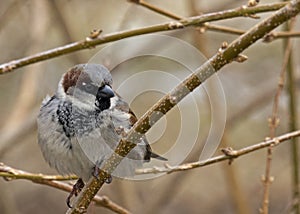 A Small Brown Finch Sitting Alone on a Branch in Winter
