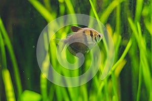 Small brown fish in the aquarium