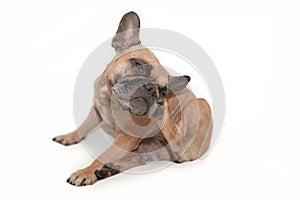 Small brown French Bulldog dog with skin allergies scratching head