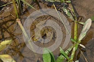 The small brown frog melt with clay in the water