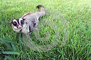 Small brown furry sugar glider playing by herself photo