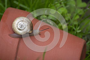 Small Brown Garden Snail Crawling