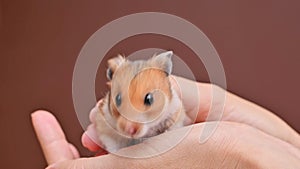 Small brown ginger fluffy hamster in female hands. Pet, mammal, rodent, Syrian hamster. Funny domestic mouse in hands