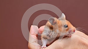 Small brown ginger fluffy hamster in female hands. Pet, mammal, rodent, Syrian hamster. Funny domestic mouse in hands