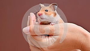 Small brown ginger fluffy hamster in female hands. Pet, mammal, rodent, Syrian hamster. Funny domestic mouse in hands