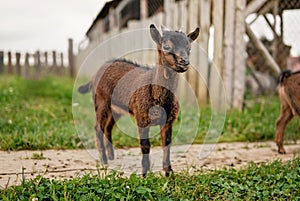 Small brown goat Holland pygmy breed kid grazing at the farm