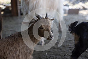 Small brown goat with horns