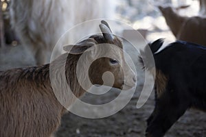 Small brown goat with horns