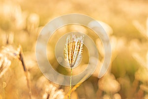 Small brown grass on blur background and light of sun