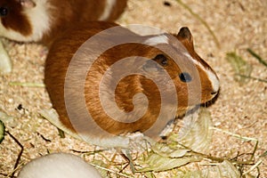 A small brown guinea pig in the barn