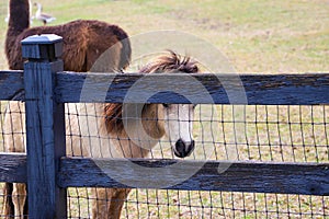 A small brown horse and a brown llama behind a wooden fence with yellow grass in Marietta