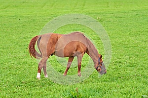 Small brown horse eating green grass alone from a field outdoors with copyspace on sunny day. Cute chestnut pony roaming