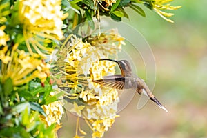 Small brown hummingbird feeding on Ixora hedge