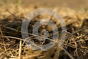 Small brown lizard basking in the sun, summer