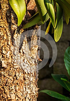 Small tropical lizard and a tropical tree