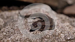 A small brown lizard lies on a stone.