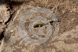 Small and brown lizard on a rock