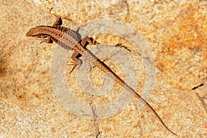 Small Brown Lizard on a Rock Wall