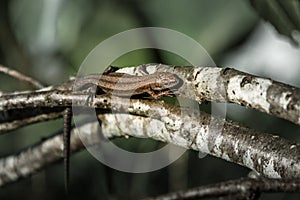 small brown lizard running across the trunk of birch