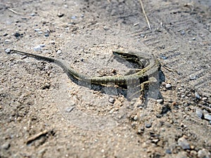 Small brown lizard on the sand. Viviparous Lizard