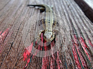 Brown lizard on a wooden board