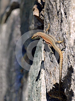 Small brown lizzard on rock