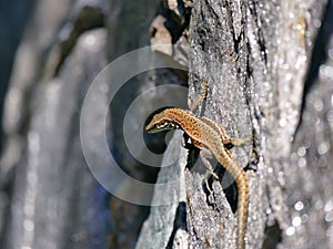 Small brown lizzard on rock