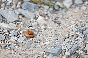 A Small brown millipedes curled up on the ground surrounded by small stones