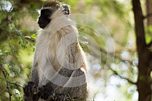 Small brown monkey sits on a lush tree in a sun-drenched park