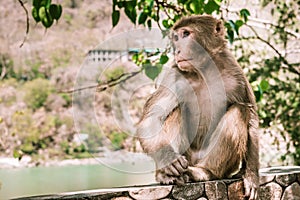 A small brown monkey sits on a stone wall in asia 1