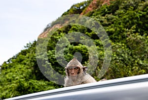 Small brown monkey, Sitting on the roof of the car. Looking at camera. The sharp eyes of the monkey, Look pitiful, Cute little
