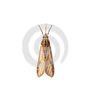 Small Brown Moth With Striped Wings On White Background insect lepidoptera