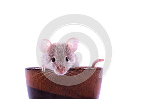 small brown mouse