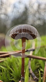Small, brown muchroom in forest